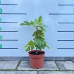 Figovník obyčajný (Ficus carica) ‘NOIRE DE CAROMB’ – výška 50–70 cm, kont. C2L